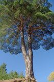 5 Graines de Pin de Calabre, Pinus brutia