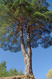 3 Graines de Pin de Calabre, Pinus brutia