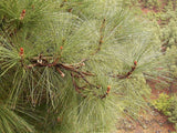 3 Graines de Pin des Canaries, Pinus canariensis