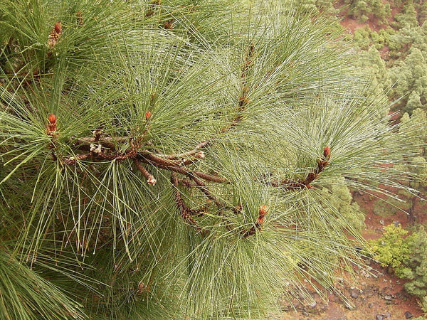 5 Graines de Pin des Canaries, Pinus canariensis