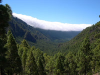 5 Graines de Pin des Canaries, Pinus canariensis