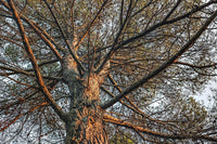 30 Graines de Pin blanc de Provence, Pin d'Alep, Pinus halepensis