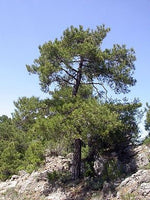 40 Graines de Pin noir d'Autriche, Pinus nigra austriaca