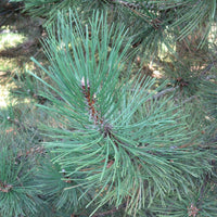 7 Graines de Pin laricio de Corse, Pinus nigra corsicana