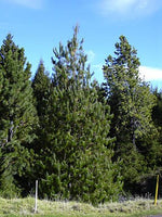 3 Graines de Pin du Mexique, Pinus patula