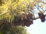 3 Graines de Pin de Monterey, Pinus radiata