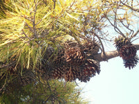 10 Graines de Pin de Monterey, Pinus radiata