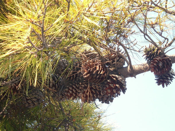 7 Graines de Pin de Monterey, Pinus radiata