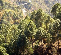 Graines de Pin de Roxburgh, Pin indien aux longues feuilles, Pinus roxburghii