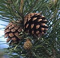 3 Graines de Pin sylvestre, Pinus sylvestris