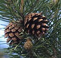 50 Graines de Pin sylvestre, Pinus sylvestris