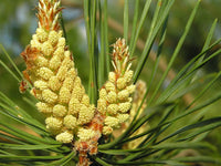 40 Graines de Pin sylvestre, Pinus sylvestris