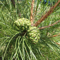 10 Graines de Pin de Chine, Pinus tabuliformis