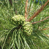 7 Graines de Pin de Chine, Pinus tabuliformis