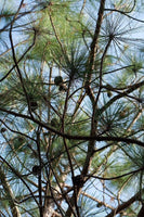 3 Graines de Pin de Yunnan, Pinus yunnanensis