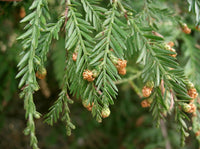 5 Graines de Séquoia à feuilles d'if, Séquoia toujours vert, Séquoia sempervirent, Sequoia sempervirens