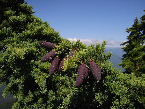 10 Graines de Pruche subalpine, Tsuga mertensiana