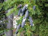 3 Graines de Pruche subalpine, Tsuga mertensiana