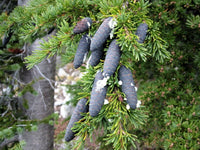 10 Graines de Pruche subalpine, Tsuga mertensiana