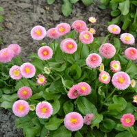 50 Graines de Pâquerette Pomponette, Bellis Perennis Pomponette