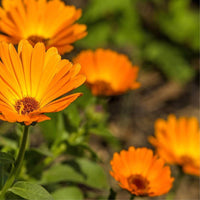 10 Graines de Souci "Pacific Beauty", Calendula Officinalis "Pacific Beauty"