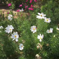 10 Graines de Cosmos Blanc, Cosmos Bipinnatus Dwarf Sensation Blanc