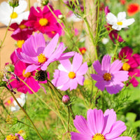 20 Graines de Cosmos Mix Sensation, Cosmos Bipinnatus