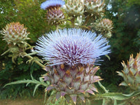 20 Graines de Cardon, Cynara Cardunculus