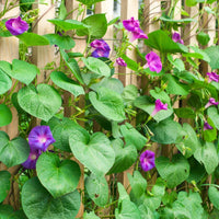 3 Graines de Ipomée Pourpre, Ipomoea Purpurea