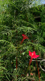 5 Graines de Ipomée Rouge, Ipomoea Quamoclit