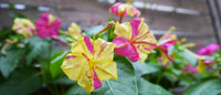 20 Graines de Belle de nuit, Mirabilis jalapa