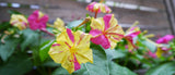 10 Graines de Belle de nuit, Mirabilis jalapa