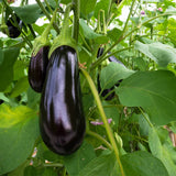 20 Graines de Aubergine "Black Beauty", Solanum Melongena