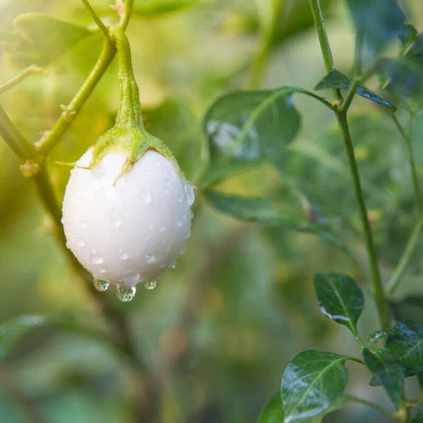 20 Graines de Aubergine Blanche "White Egg", Solanum Melongena