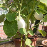 20 Graines de Aubergine Blanche "White Egg", Solanum Melongena