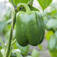 20 Graines de Poivron Doux "California Wonder", Capsicum Annuum