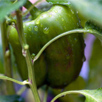 20 Graines de Poivron Doux "California Wonder", Capsicum Annuum