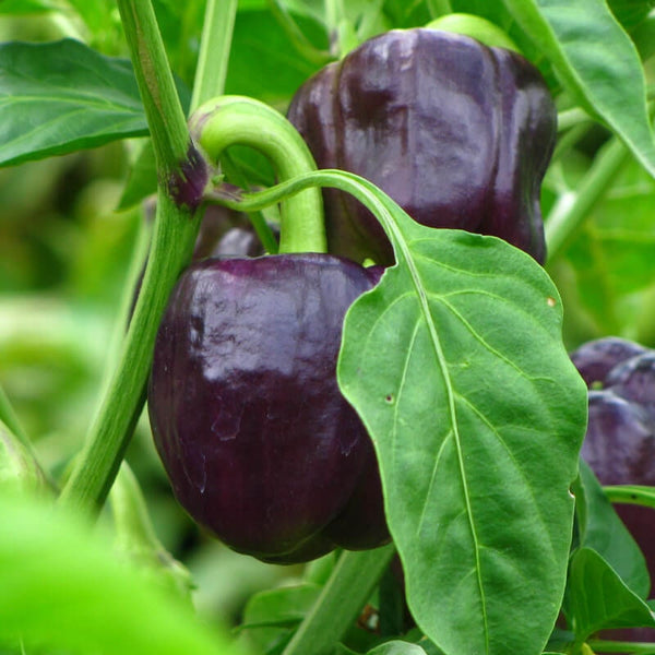 20 Graines de Poivron Doux "Oda", Capsicum Annuum