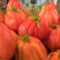 20 Graines de Tomate "Coeur de Boeuf", Solanum Lypersicum