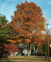 10 Graines de Chêne des marais, Chêne à épingles, Quercus palustris