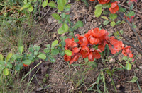 Graines de Cognassier du Japon, Chaenomeles japonica