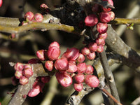 Graines de Cognassier du Japon, Chaenomeles japonica