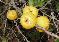 Graines de Cognassier du Japon, Chaenomeles japonica