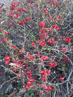 Graines de Cognassier du Japon, Chaenomeles japonica