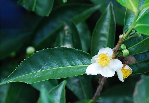 Rare, 2 Graines de Théier, Camellia sinensis