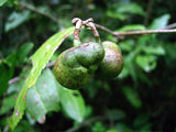 Rare, 4 Graines de Théier, Camellia sinensis