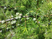 7 Graines de Genièvre, Genévrier commun, Juniperus communis