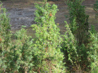 10 Graines de Genièvre, Genévrier commun, Juniperus communis