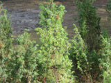 10 Graines de Genièvre, Genévrier commun, Juniperus communis