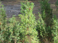 7 Graines de Genièvre, Genévrier commun, Juniperus communis